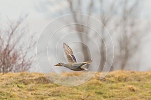 Duck is fling above the river