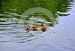 A duck floating in the lake