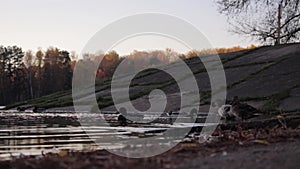 Duck floating on the lake in autumn time. Fall season with leaves