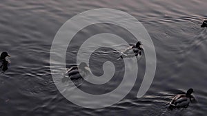 Duck floating on the lake in autumn time. Fall season with leaves