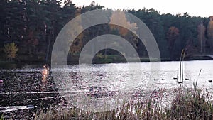 Duck floating on the lake in autumn time. Fall season with leaves