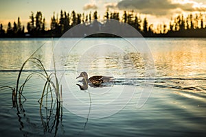 Duck floating on the lake