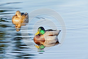 Duck floating on water. Oso Flaco Lake  California photo