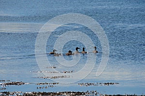 Duck flock swimming in blue fjord