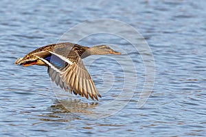 a duck flying through the air over water with its wings spread