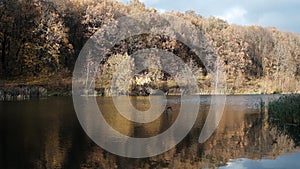 Duck flying over a lake in the autumn forest