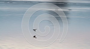 Duck flying over the lake with tree reflecion