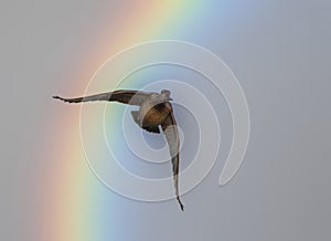 Duck flying over rainbow