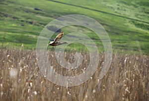 duck flying over reed