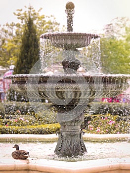 A duck by the fountain photo