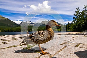 Duck in front lake