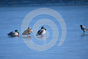 duck on a frozen lake, winter, closeup of photo