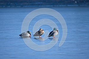 duck on a frozen lake, winter, closeup of photo