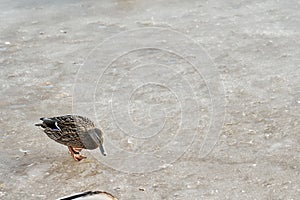 Duck on a frozen river in early spring.