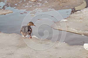 Duck on a frozen river in early spring.