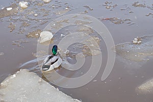 Duck on a frozen river in early spring.