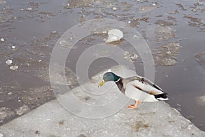 Duck on a frozen river in early spring.