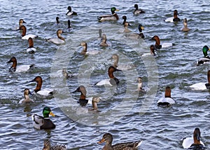 Duck Gathering