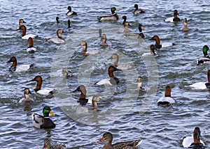 Duck Gathering photo