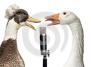 Duck and goose singing into a microphone, isolated photo