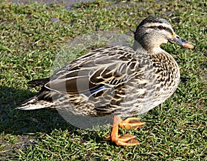 Duck on the grass