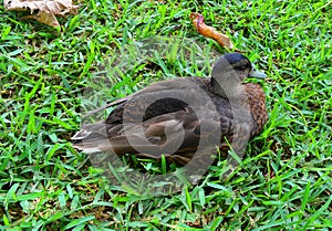 Duck on the grass in the Casele Nature Park in Mauritius