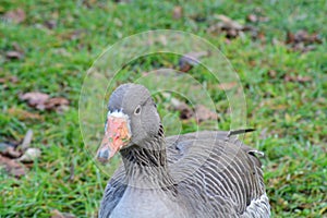 Duck in the grass, enjoy their life.