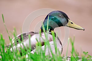 Duck on grass photo