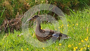 Duck in the grass, spring in Slovakia.