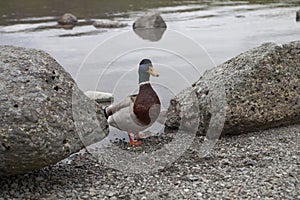 Duck on gravel shore