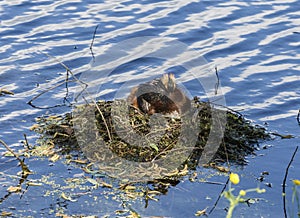 Duck great crested grebe sitting on a nest with chick