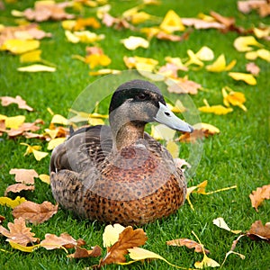 Duck at the green autumn grass