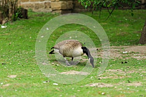 duck on the green grass