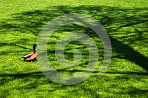 Duck on green grass in tree shade