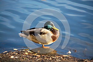Duck with a green head stands on a stone