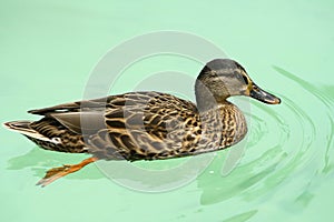 Duck in water