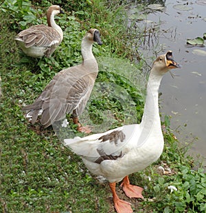 Group of duck