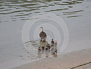 Duck guiding her ducklings