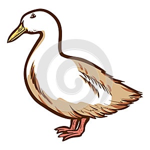 Duck hand drawn icon. Waterbird. Domestic bird. Barnyard fowl. Poultry farm.