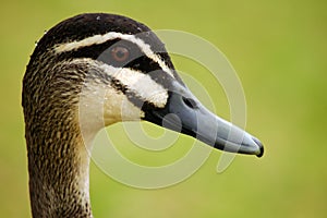 Duck head