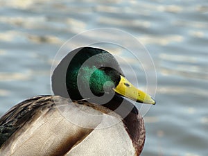 Duck head