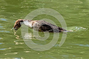 Duck with head submerged below water surface in the process of diving in search of food