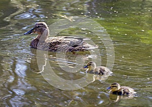 Duck with her two small duckling