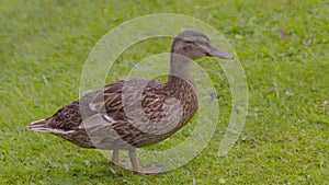 Duck at Hercules Garden, Blair Castle, Scotland