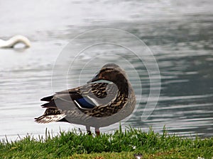 Duck at The Hirsel, Coldstream, Berwickshire Scotland photo