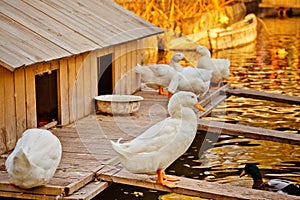 Duck houses