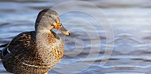 Duck hunting banner