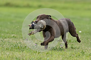 Duck Hunting Dog