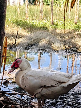 Duck hunting a fish in the river