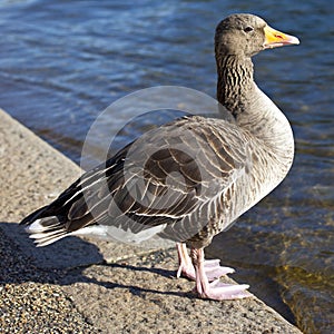 Duck in Hyde Park